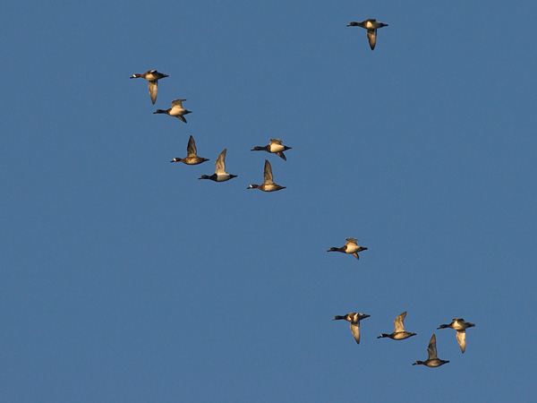Lapasotka, Greater Scaup, Aythya marila